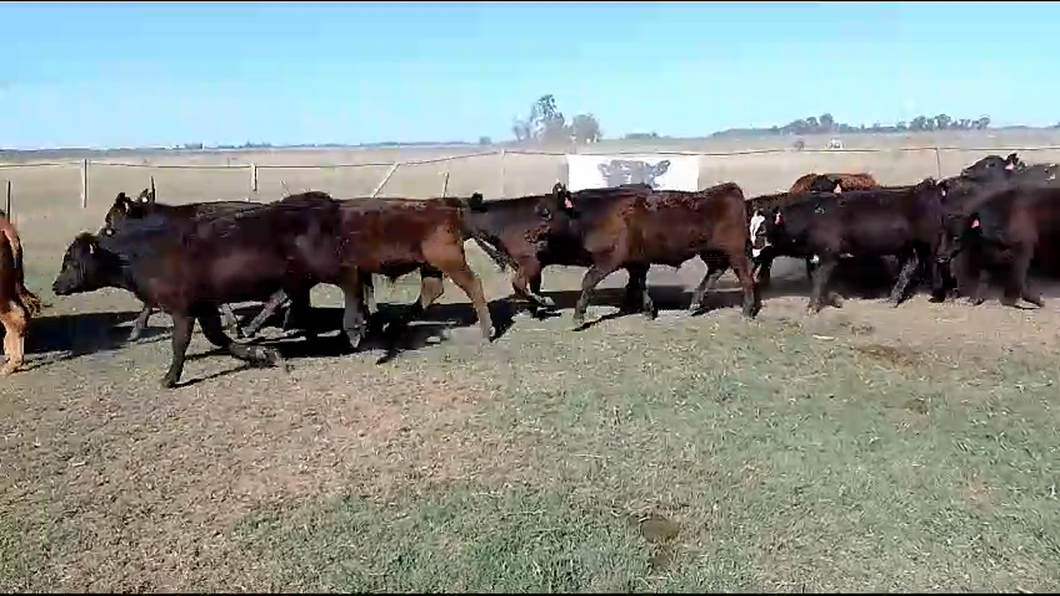 Lote 33 Terneros en Cañuelas, Buenos Aires