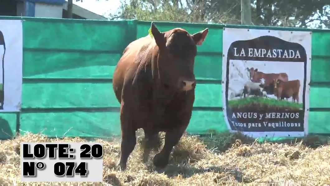 Lote 3 Toros a remate en Toros para Vaquillonas - La Empastada, Durazno