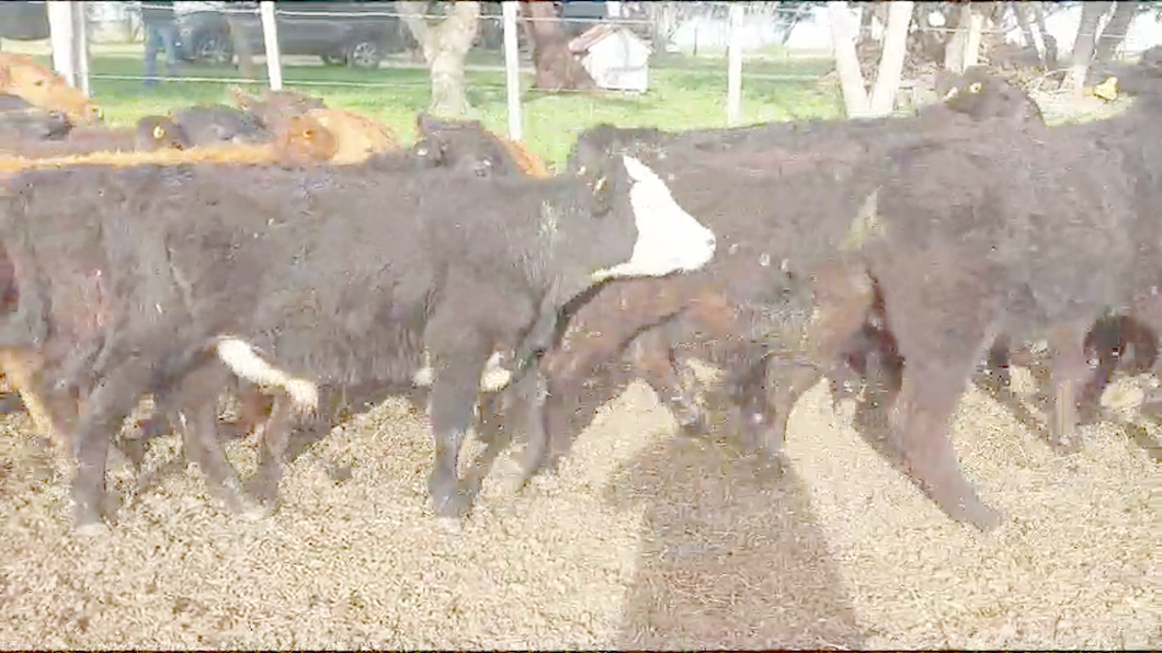 Lote 26 Terneros Angus a remate en Aniversario 115 Años - Camy en Pavon