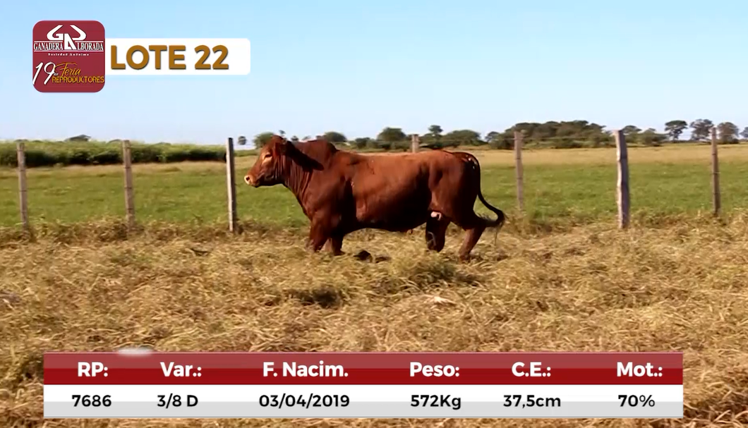 Lote Reproductores de Alborada - Lote 22