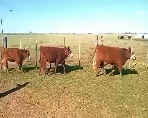 Lote 18 Terneras en Pueblo Italiano, Córdoba