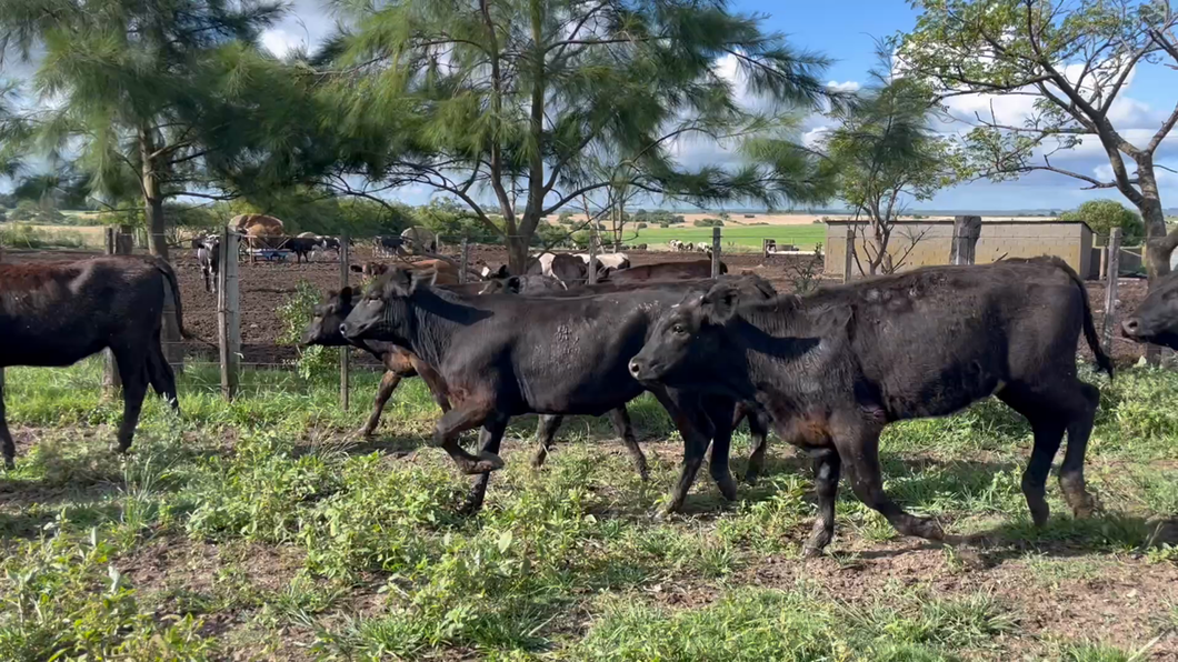 Lote TERNERAS