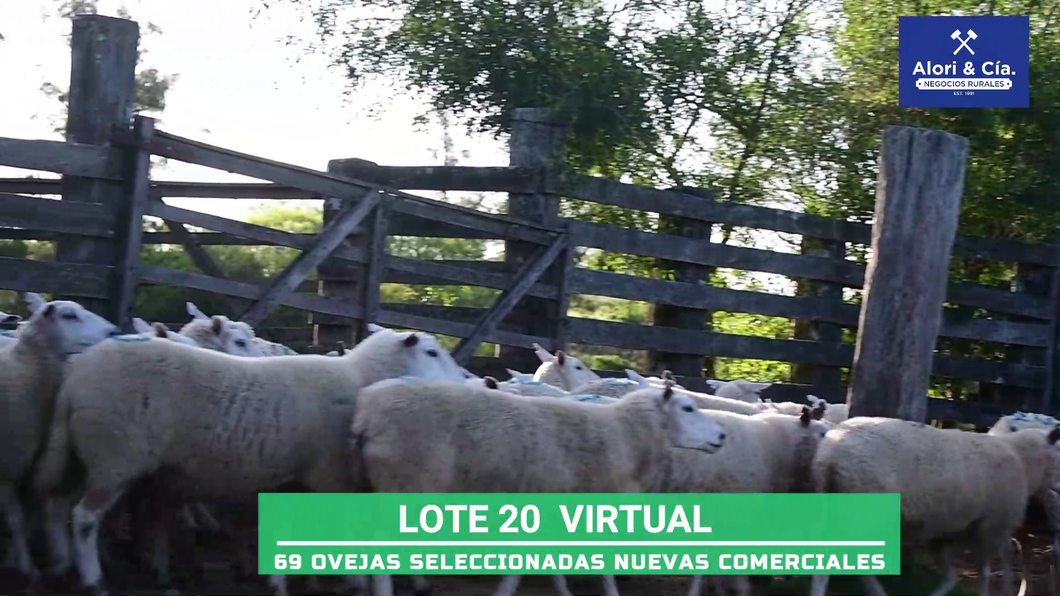 Lote 69 ovejas texel estableciendo Olimar