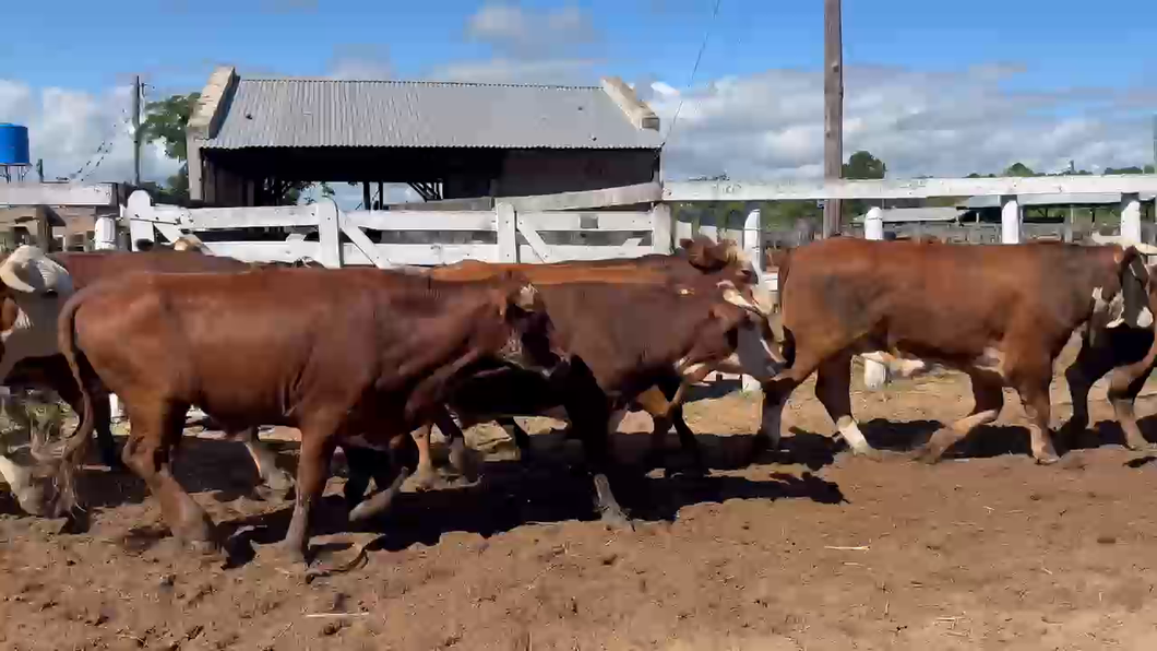 Lote 19 Novillos en Corrientes, Bella Vista