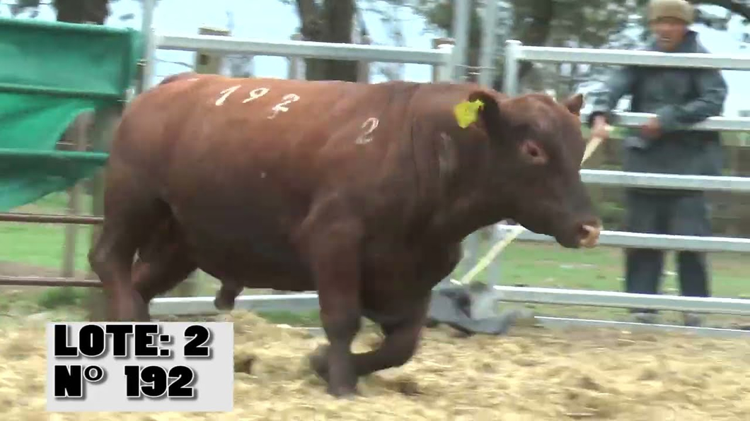 Lote 3 Toros a remate en La Empastada, Durazno