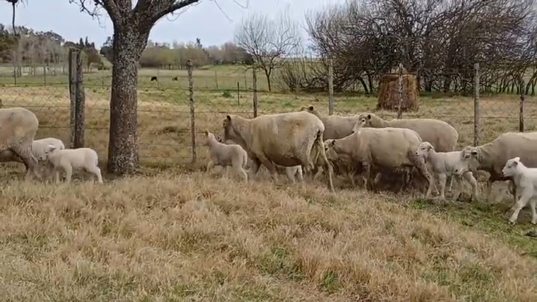 Lote (Vendido)24 Ovejas CORRIEDALE/ TEXEL a remate en #48 Pantalla Carmelo en PUNTAS DEL SAN SALVADOR