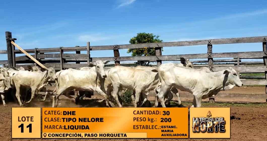 Lote Lote 11