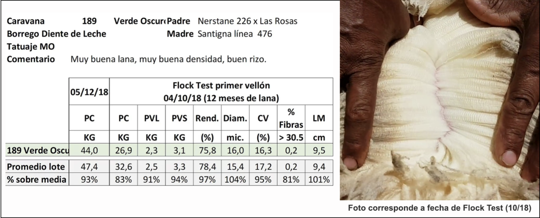 Lote Caravana 189