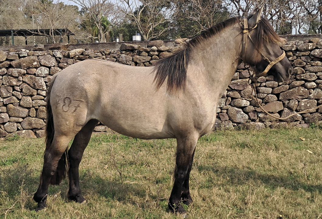 Lote MALÉFICA BORDONA