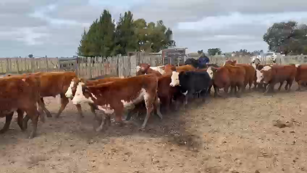 Lote 60 Terneros/as en Cañuelas, Buenos Aires