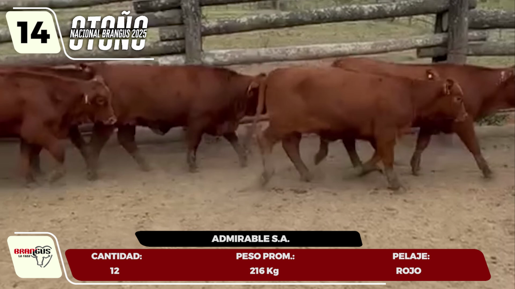 Lote LOTE 14