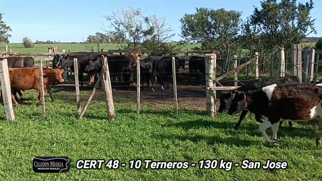 Lote 10 Terneros en San José