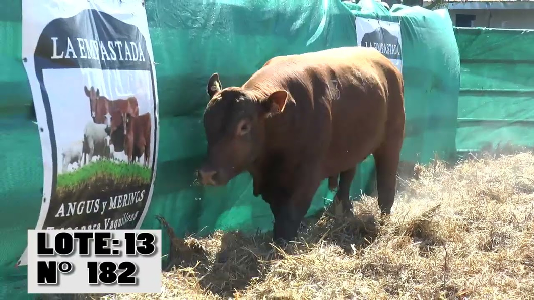 Lote 3 Toros a remate en Toros para Vaquillonas - La Empastada, Durazno