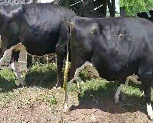 Lote (Vendido)5 Vacas de Invernada HOLANDO a remate en Pantalla Camy - Febrero 2022 580kg - , San José