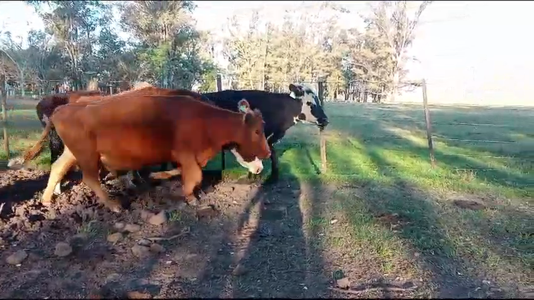 Lote 4 Vaca 4 RAZAS CARNICERAS a remate en Pantalla Expo Salto - Daniel Medina 500kg -  en PALMA SOLA. KM 570 DE RUTA 3, 25 KM AL ESTE. 15 KM DE B. BRUM