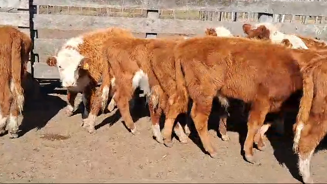 Lote 12 Terneros Hereford a remate en Pantalla Camy  en Mal Abrigo