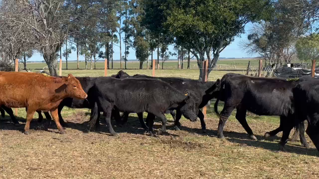 Lote 27 Vientres Preñados en San Borjas, Durazno