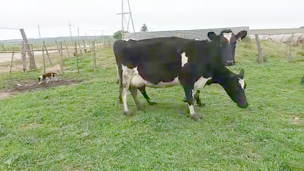 Lote 2 Vacas de Invernada a remate en PANTALLA CAMY 580kg - , San José