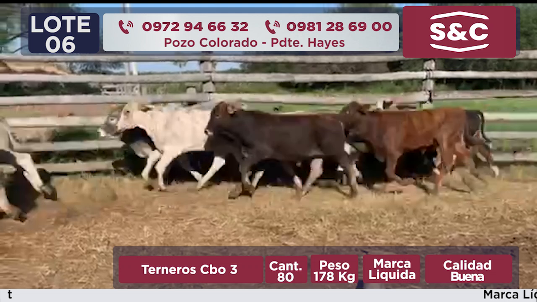 Lote 80 Terneros en Presidente Hayes