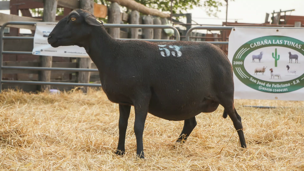 Lote SANTA INES HEMBRA