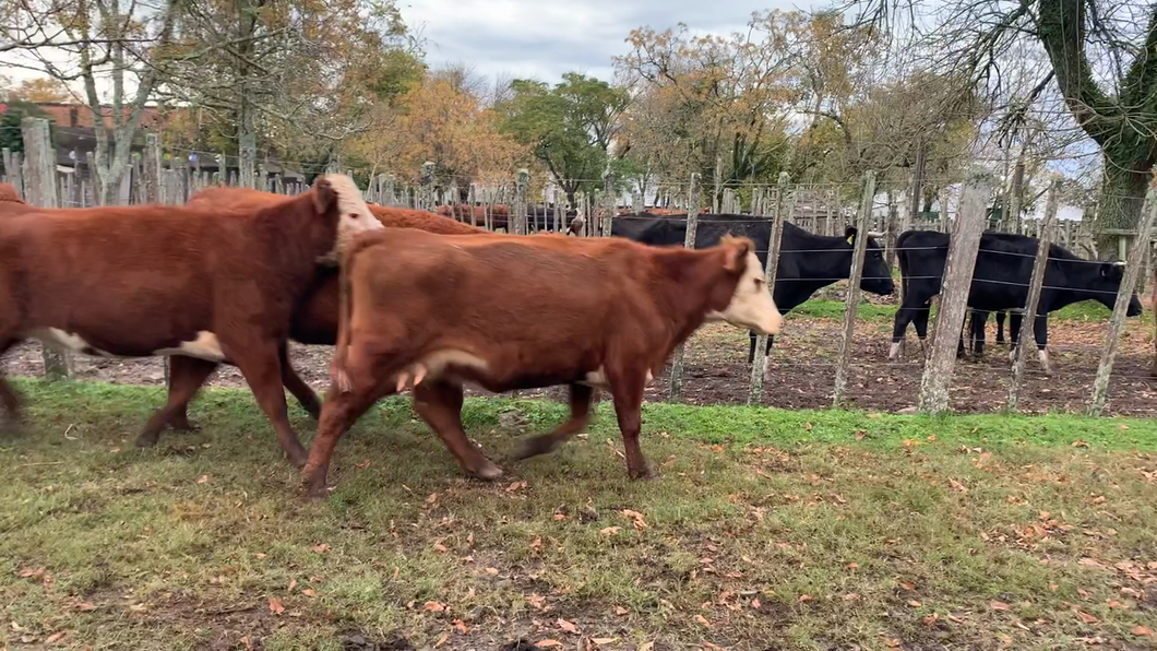 Lote 6 Vacas de Invernada