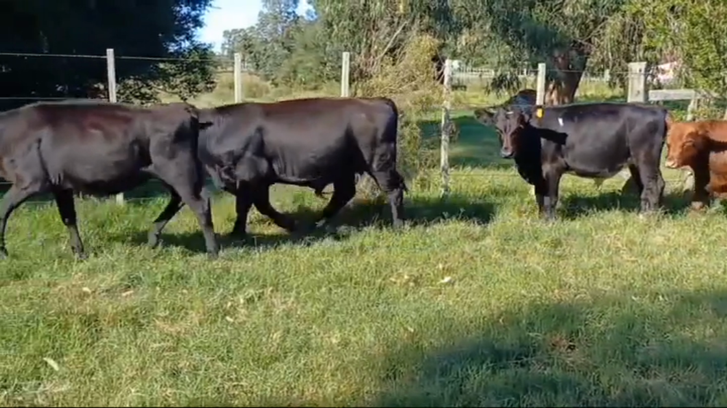 Lote (Vendido)5 Terneros y Terneras ANGUS/ HEREFORD a remate en #43 Pantalla Carmelo  200kg -  en BLANCA ARENA