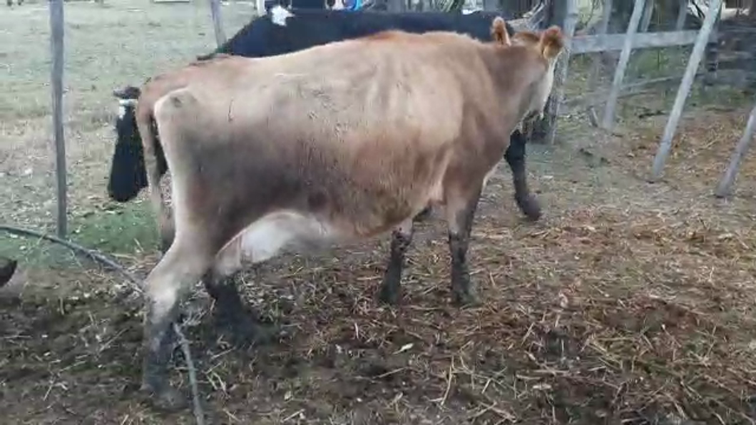 Lote 2 Vacas de Invernada a remate en PANTALLA CAMY 450kg - , San José