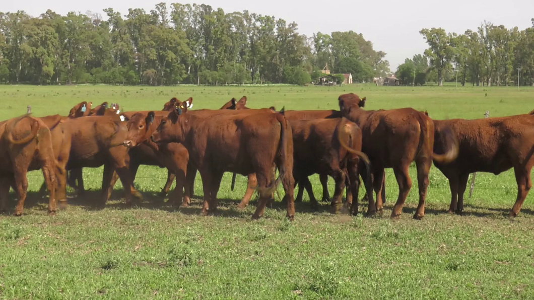 Lote 15 Vaquillonas C/ gtia de preñez en Lincoln, Buenos Aires