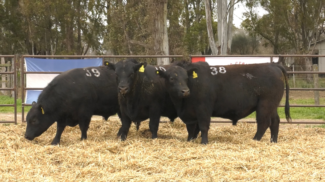 Lote TOROS ANGUS NEGROS PC