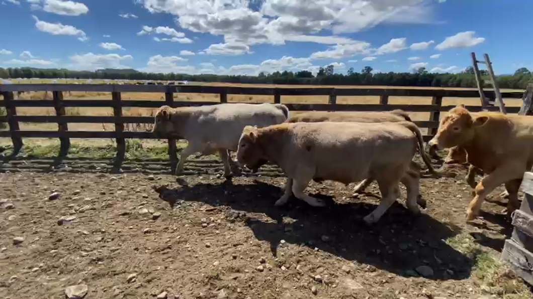 Lote 30 Novillo Engorda en Futrono, XIV Región Los Ríos