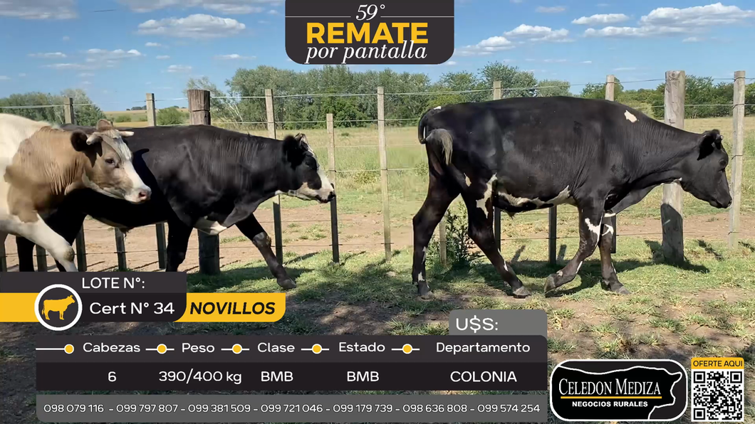 Lote 6 Novillos en La Horqueta, Colonia