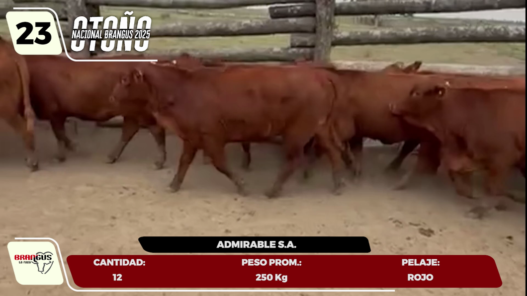 Lote LOTE 23