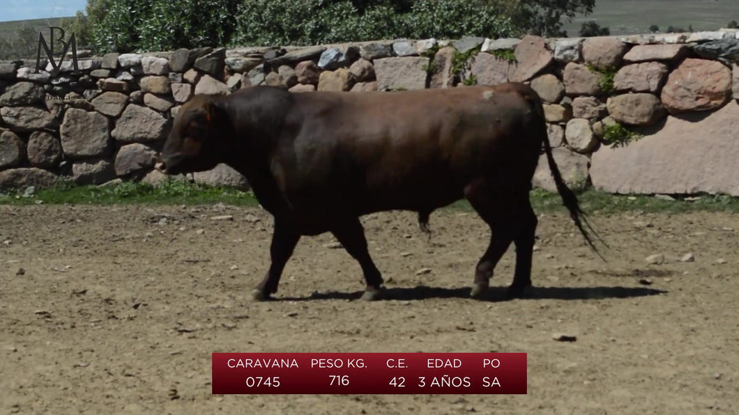 Lote 3 Toros a remate en Toros en San José, San José