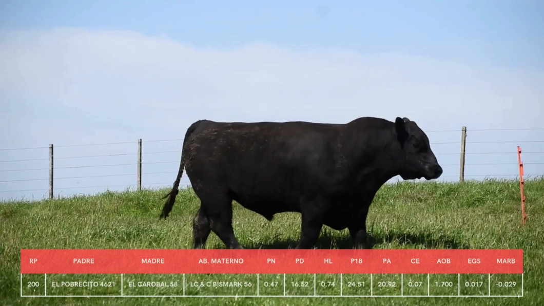 Lote Toros a remate en La Concepcion y El Carobal, Cerro Largo