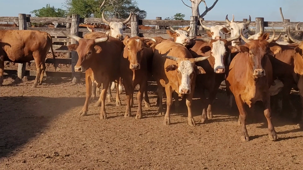 Lote 40 Vacas preñadas en CORONEL OVIEDO, Caaguazú