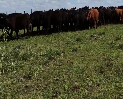 Lote 70 Vacas preñadas en Laureles, Salto