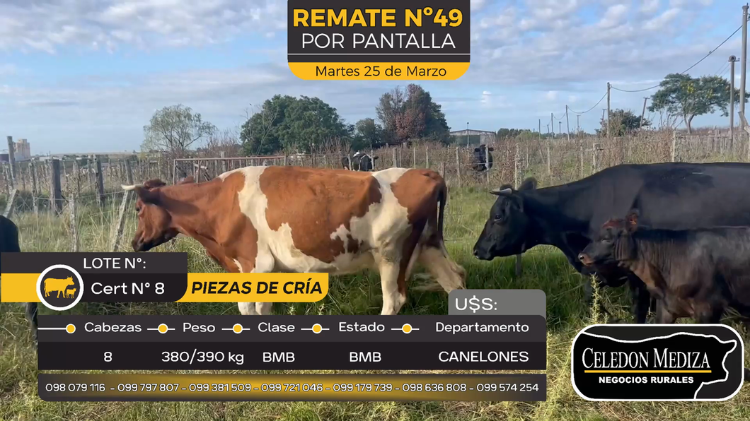 Lote 8 Piezas de cría en Canelones