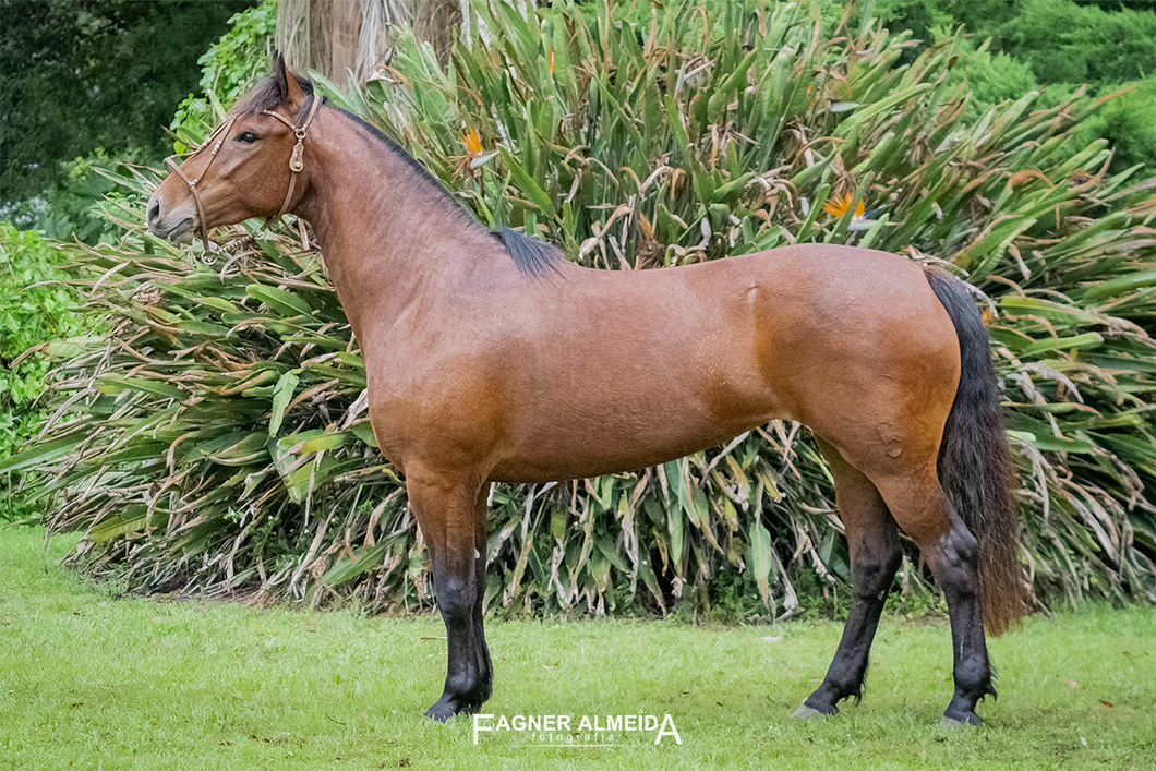 Lote QUELEN ALMENDRA