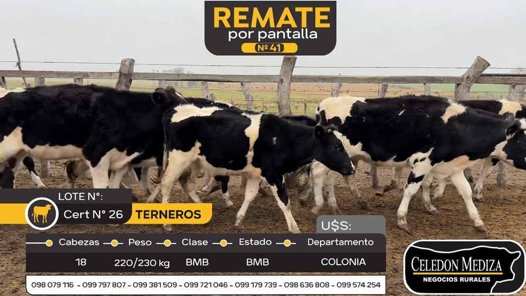 Lote 18 Terneros en La Horqueta, Colonia