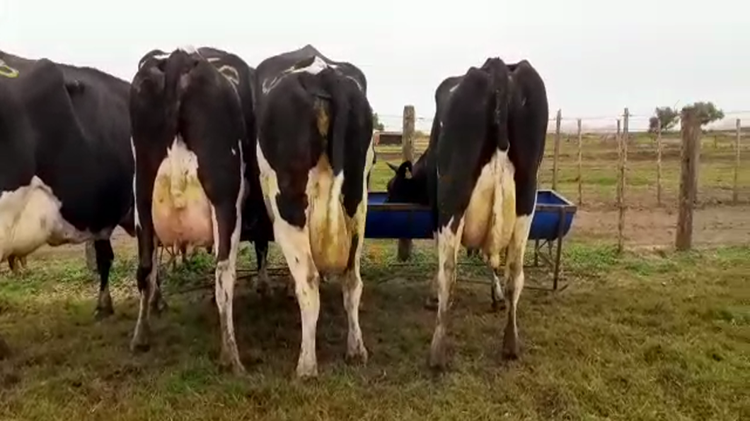 Lote Vacas Secas - Hornero Chico