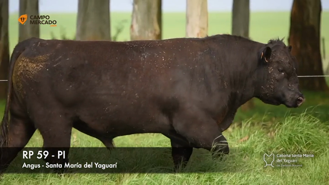 Lote (Vendido)Toros AA 2 AÑOS P.I. a remate en Subasta Santa Maria del Yaguari, Tacuarembó