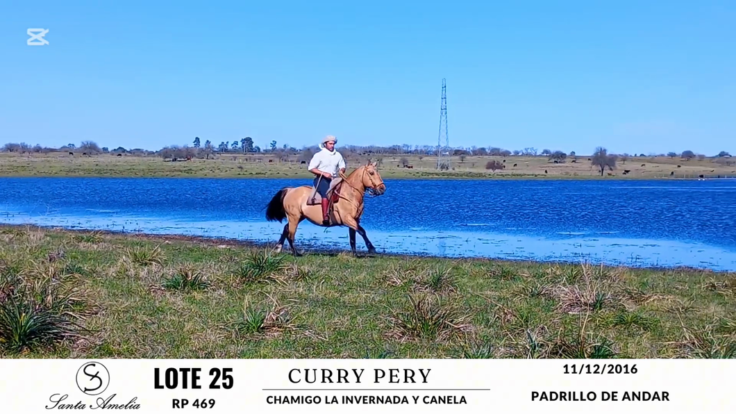 Lote CURRY PERY