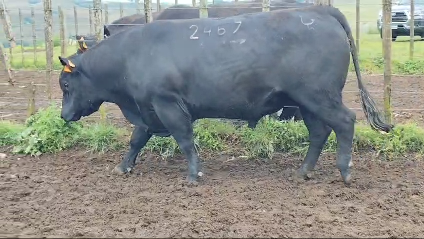 Lote Toros Roca Negra