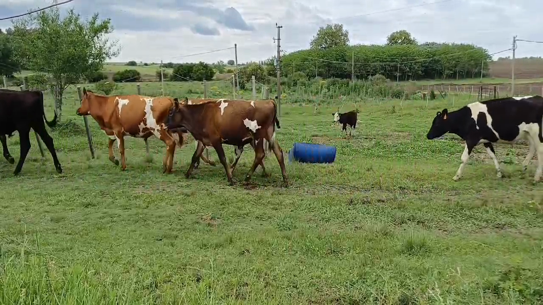 Lote 15 Novillos 1 a 2 años CRUZAS a remate en #50 Pantalla Carmelo 260kg -  en COLONIA ESPAÑOLA