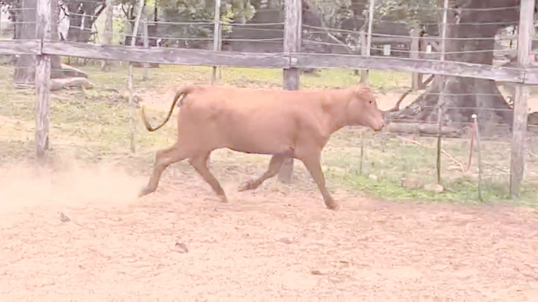 Lote Vaquillas Brangus a remate en Pantalla El Plantelaso 282kg -  en Cnel. Oviedo