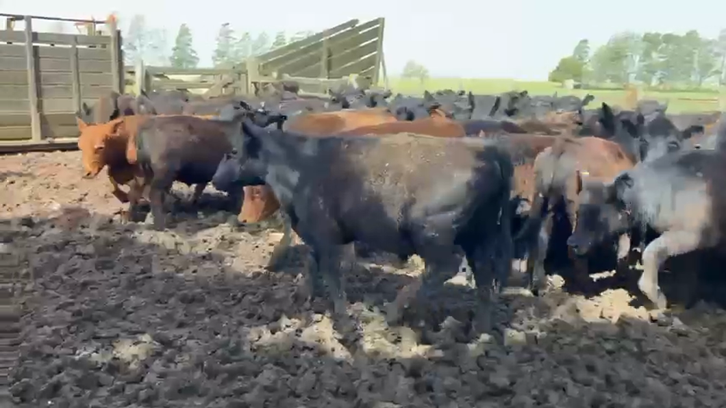 Lote 74 Novillitos