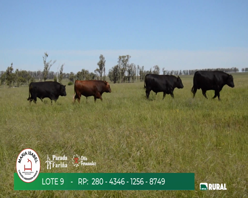 Lote TOROS PPI Y SA 3 AÑOS