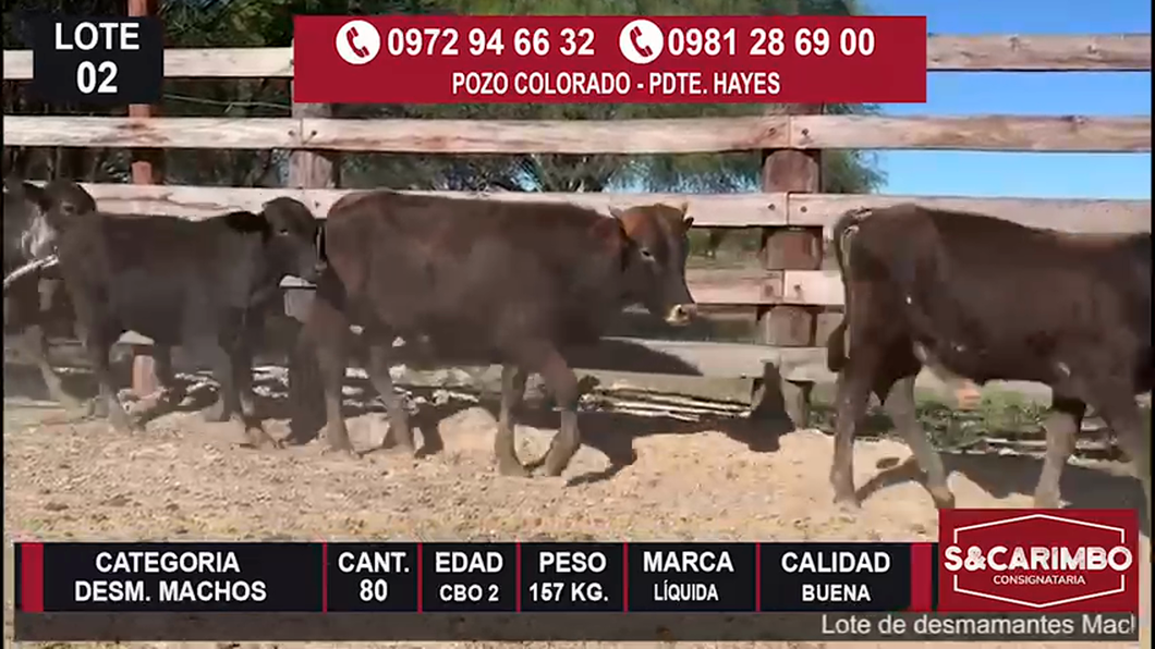 Lote Desmamantes machos CBO2