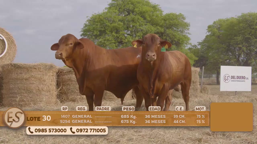 Lote Toro