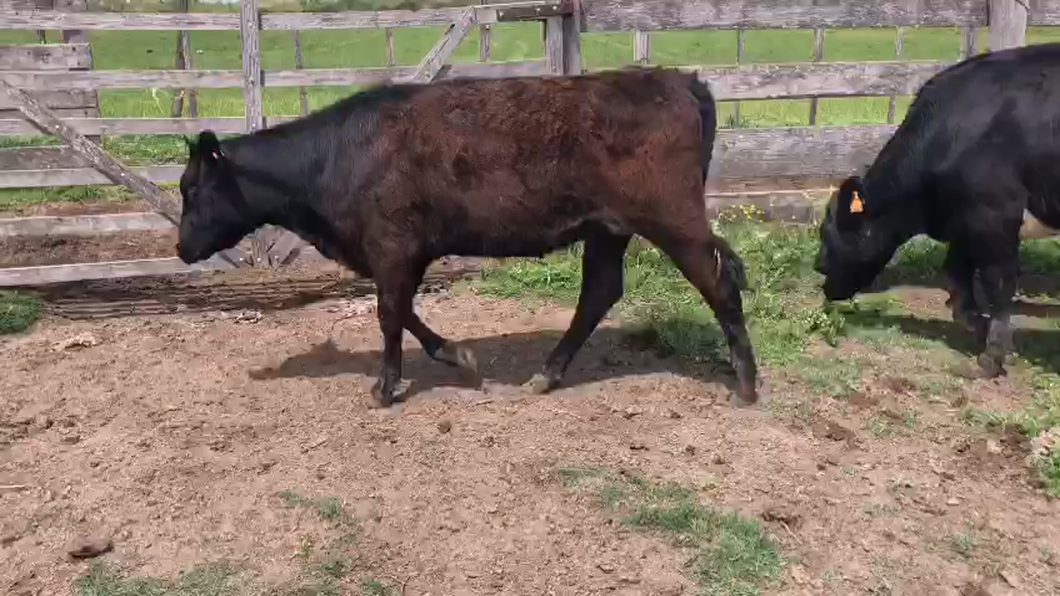 Lote 13 Vaquillonas  XX Angus a remate en Pantalla Camy  en Rodriguez